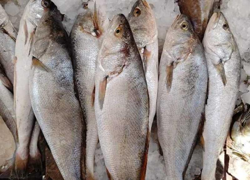 أسعار الأسماك اليوم الأربعاء 3 أبريل 2024