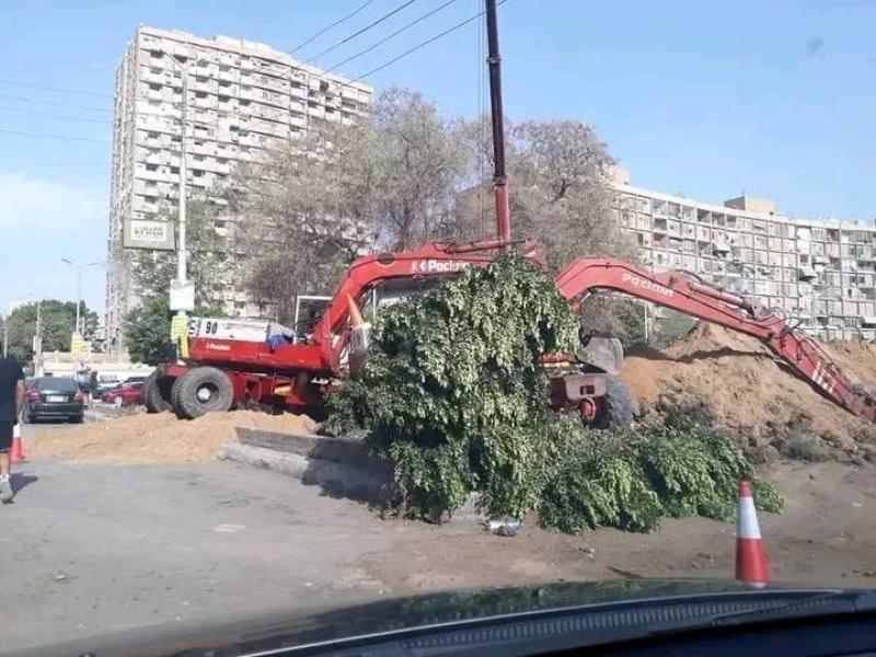 «قطع الأشجار» يفجر جدلًا واسعًا على السوشيال ميديا