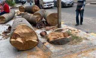 قديمة.. أول رد من محافظة الإسكندرية على صور قطع أشجار حي شرق