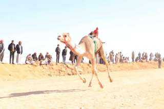 التفاصيل الكاملة لانطلاق مهرجان الإسماعيلية الدولي لسباق الهجن